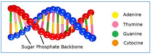 روش فیزیولوژیکی در سیستم بیومتریک - سیستم تشخیص DNA در بیومتریک